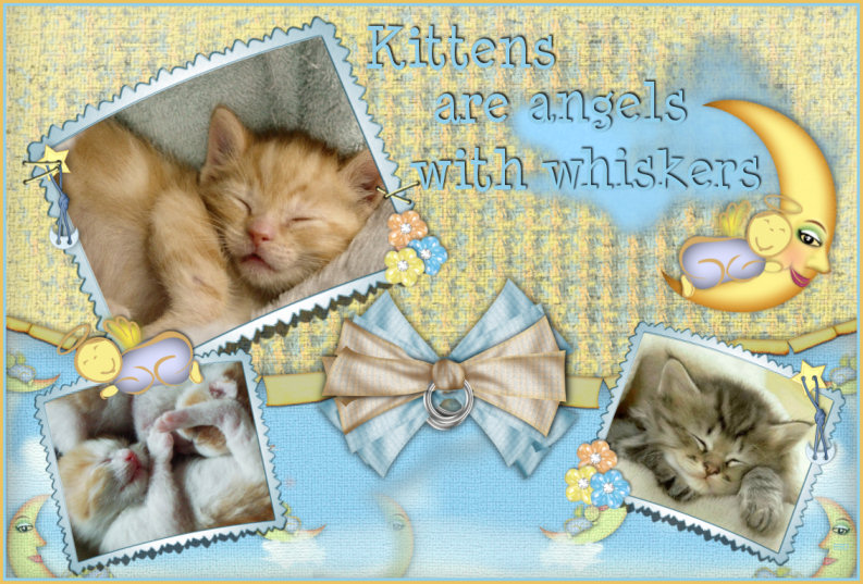 Kitten Angels