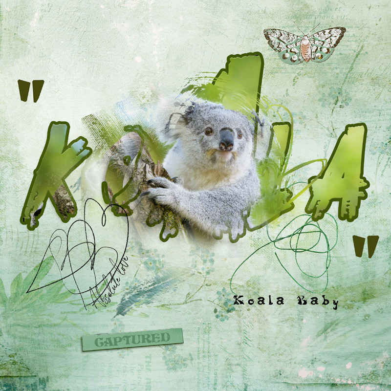 Koala