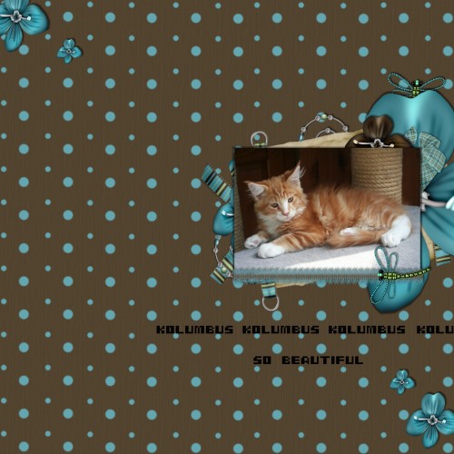 Kolumbus my Dreamcat