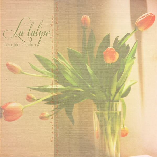 La tulipe