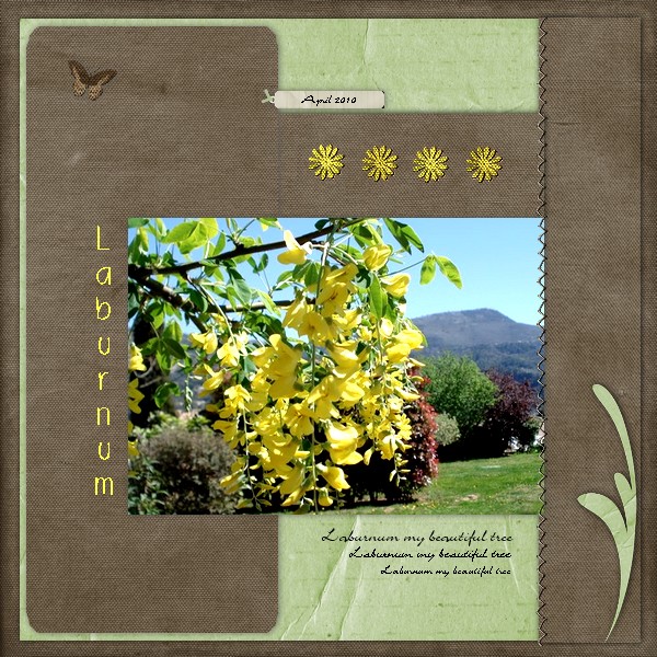 Laburnum