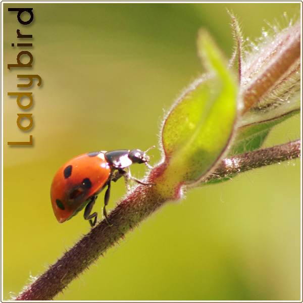 Ladybird