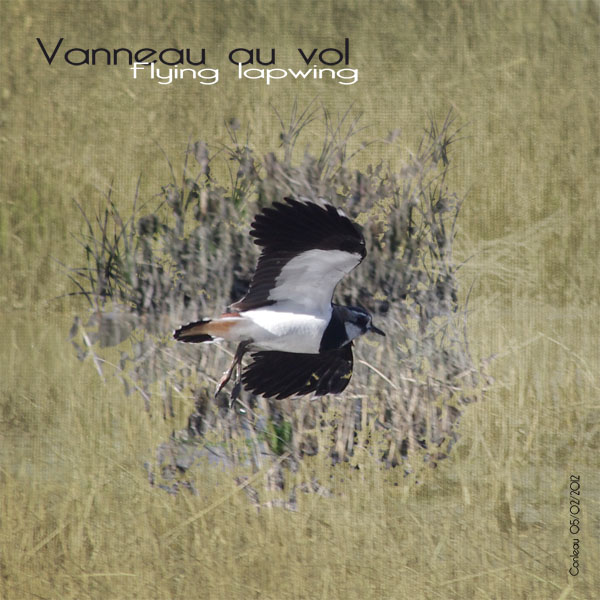 Lapwing Vanneau