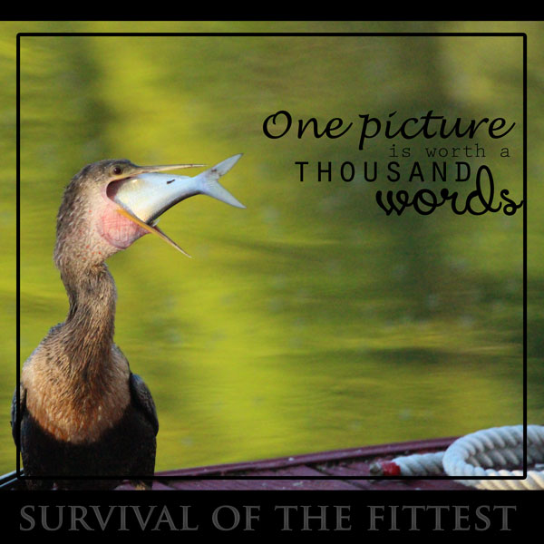 large-photo-anhinga