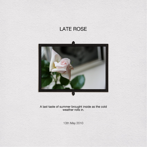 Late Rose