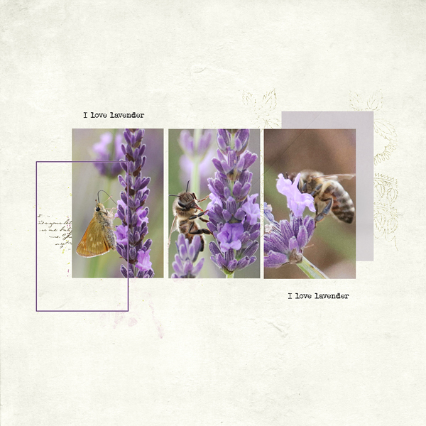 Lavender