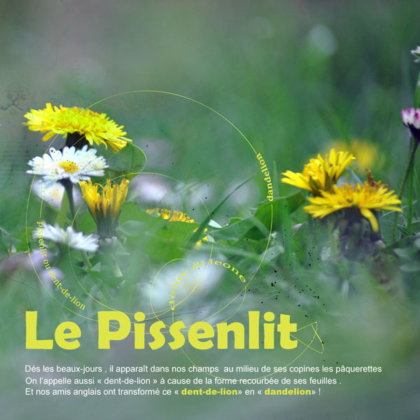 Le Pissenlit ou Dent-de-lion