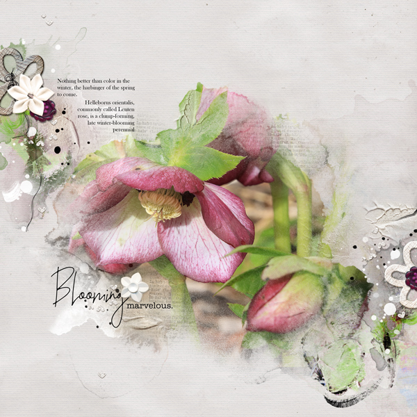 Lenten Rose