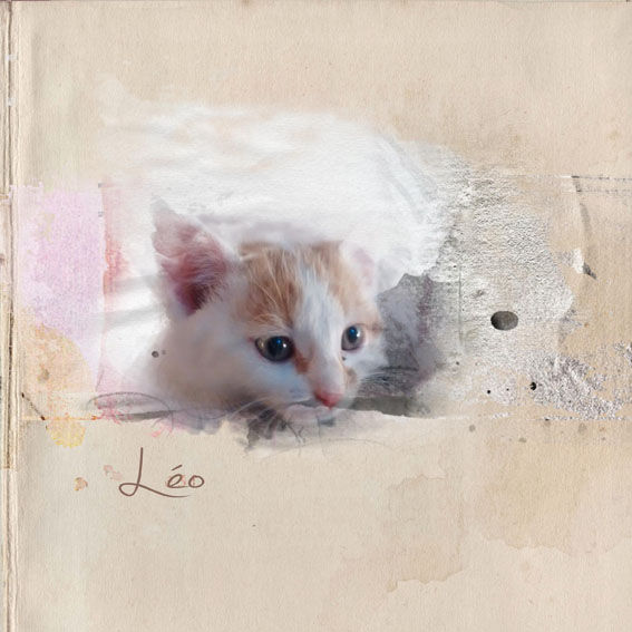 Leo the cat