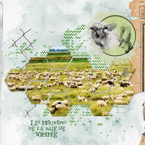 les moutons de la baie de Somme