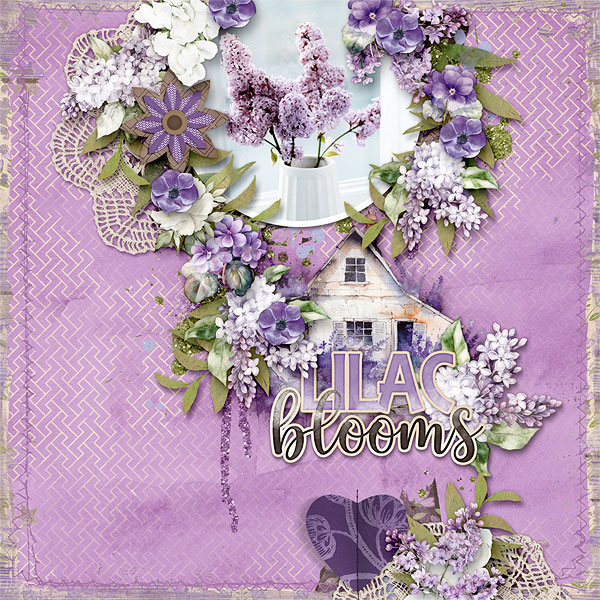 Lilac Blooms