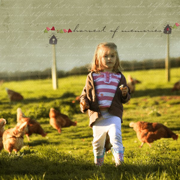 Lily et les poules2