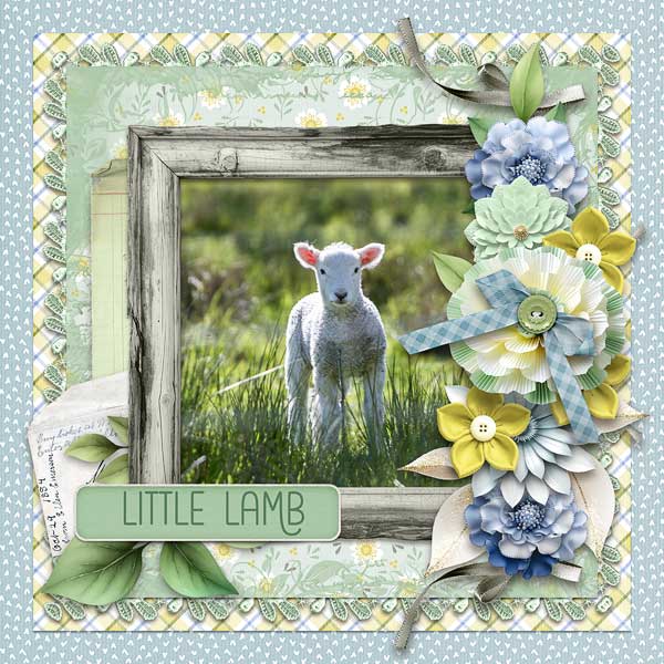 Little Lamb