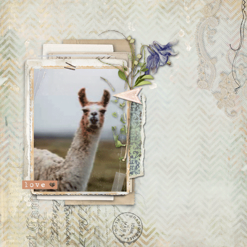 Llama