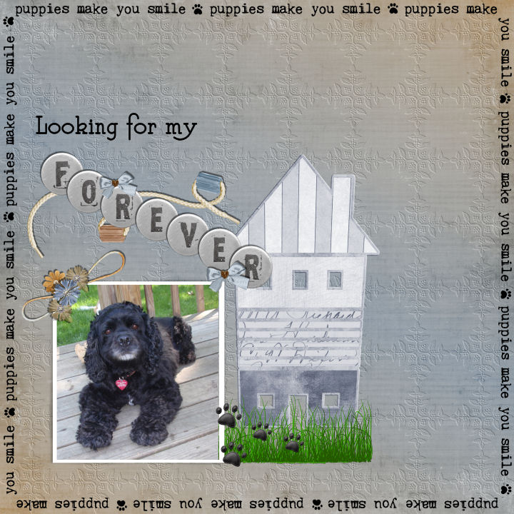 Looking for my forever home
