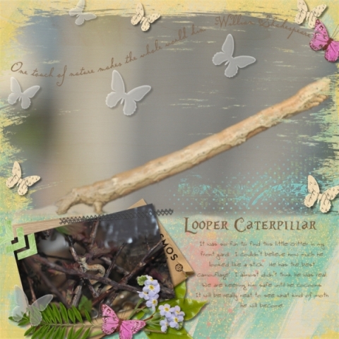 Looper Caterpillar