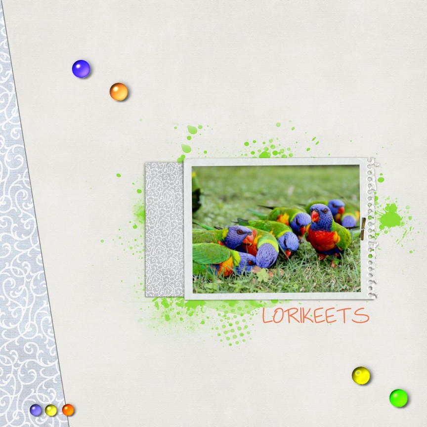 Lorikeets