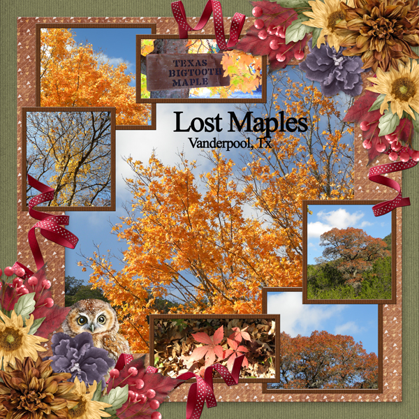 Lost Maples, Vanderpool, Tx