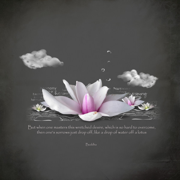 lotus and the buddha