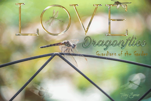 Love Dragonflies: Guardians of the Garden