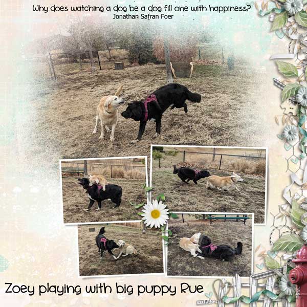 love-my-dog-zoey-rue.jpg