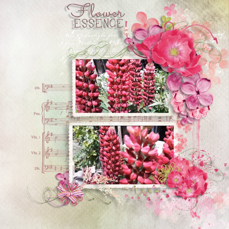 lupines