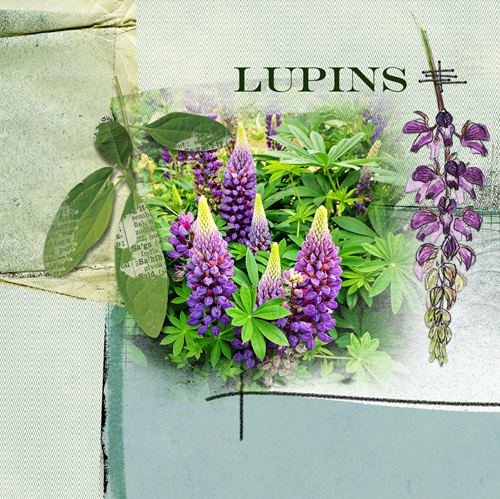 Lupins