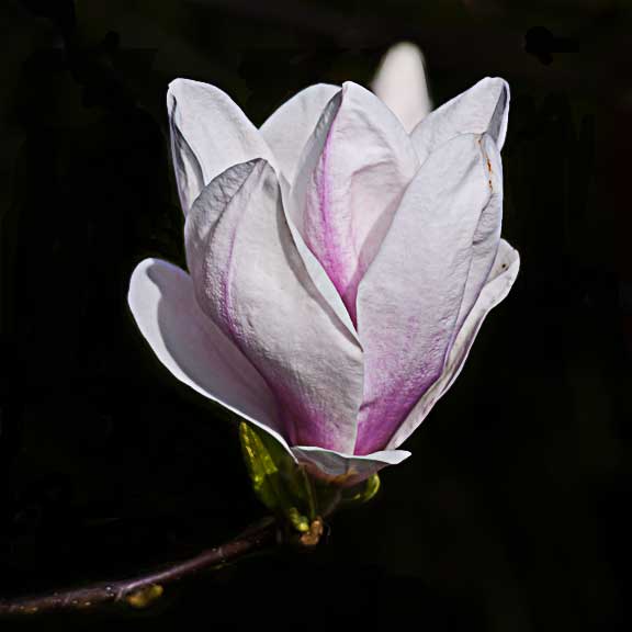 Magnolia 1