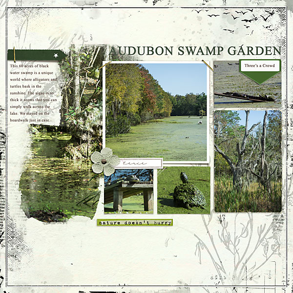 Magnolia Swamp Garden