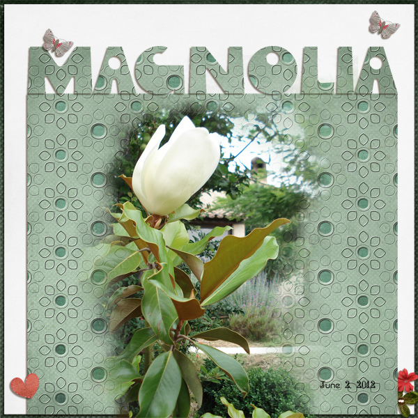 Magnolia