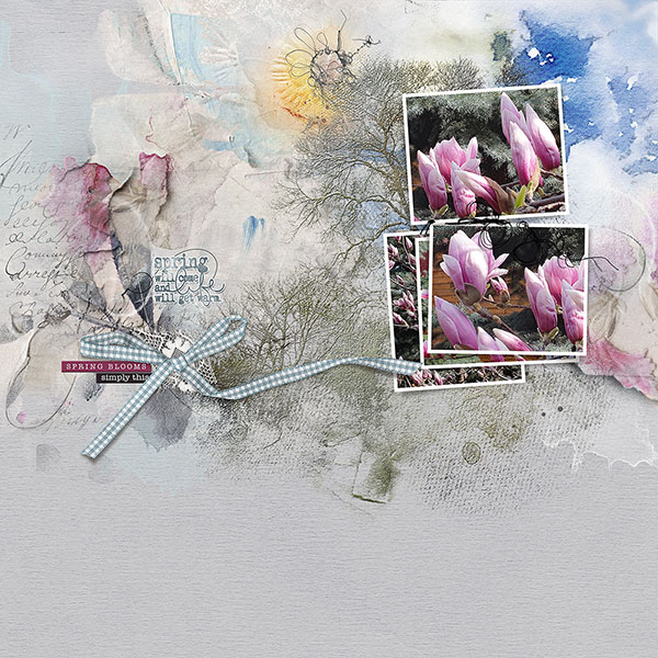 Magnolia
