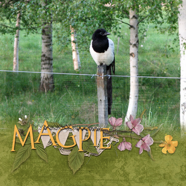 Magpie