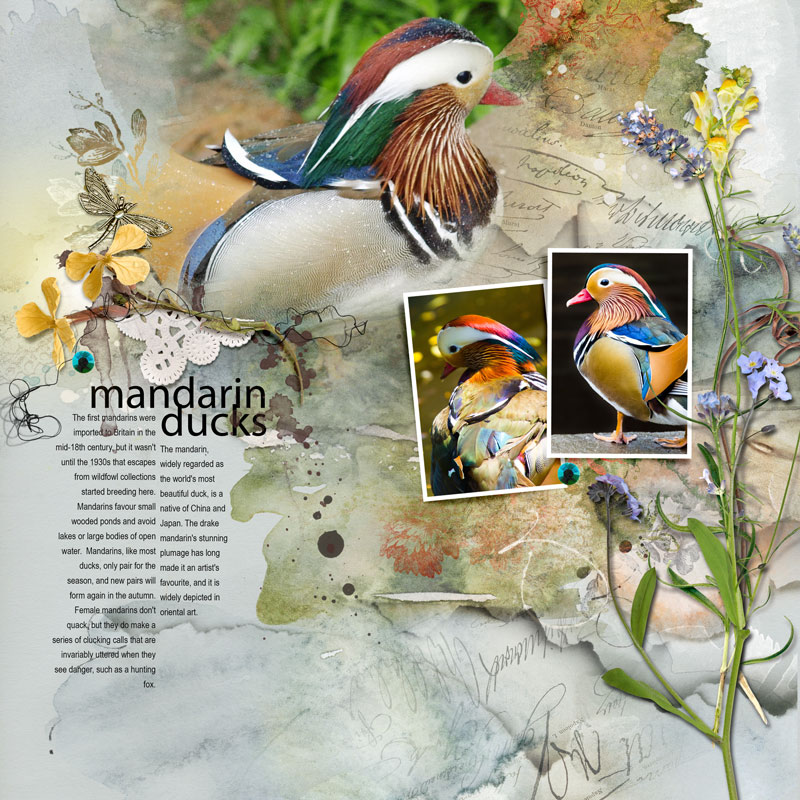 Mandarin Ducks