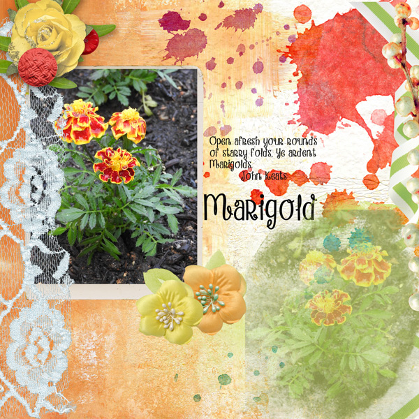 Marigold