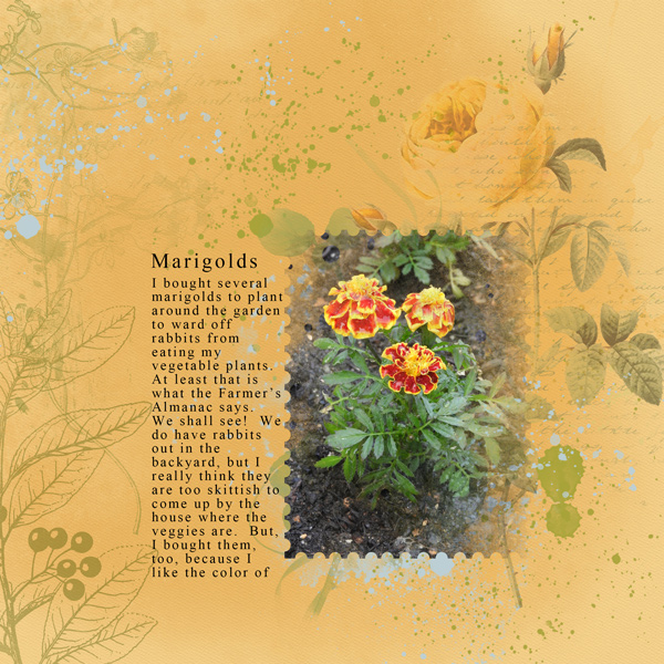 Marigolds