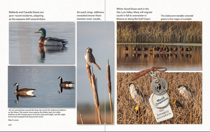 Marsh Companions
