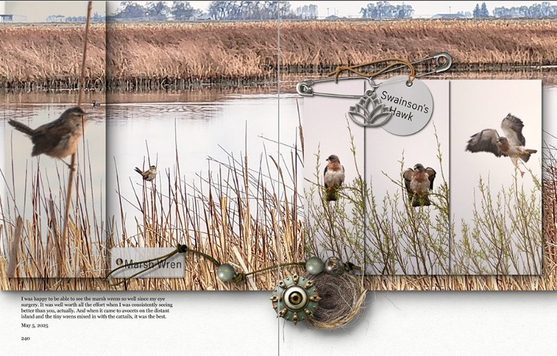 Marsh Wren