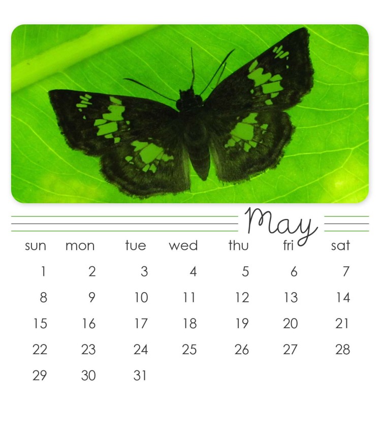 May 2011 CD Calendar