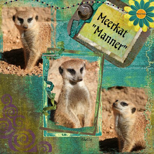 Meerkat "Manner"