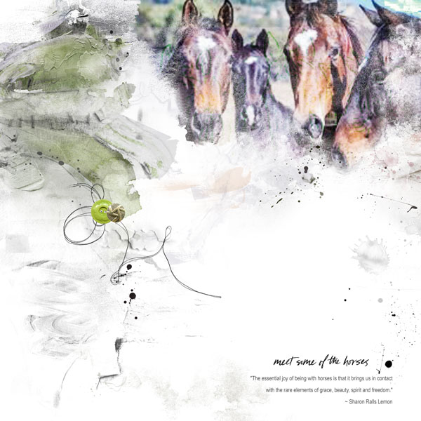 meet some of the horses
