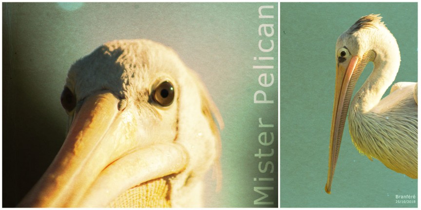 Mister Pelican