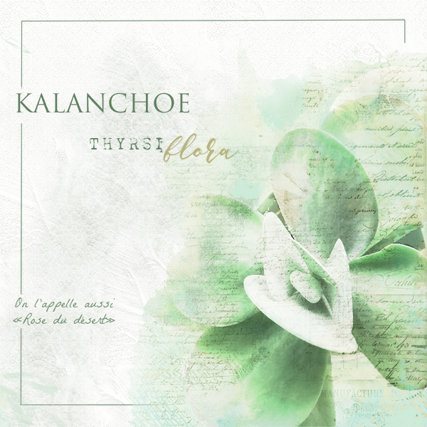 Mon Kalancho Thyrsiflora