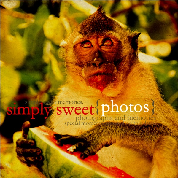 Monkey_1