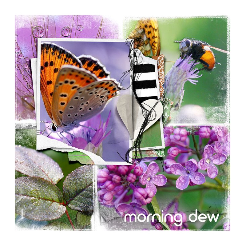 Morning dew