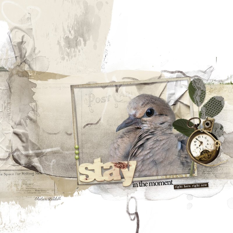 Mourning Dove - APP Sojourn