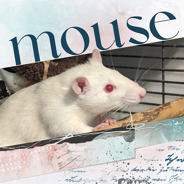 Mouse