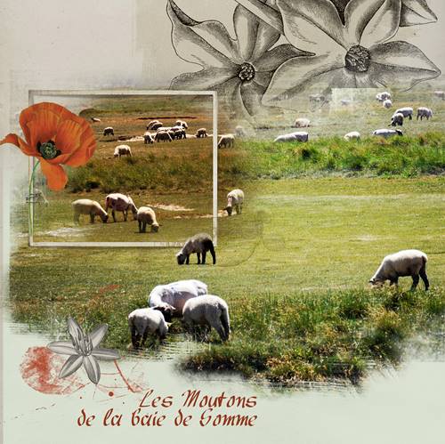 Moutons de la baie de Somme juin 2017