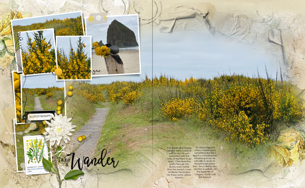 MultiFoto Template Album 1 Scotch Broom at the Coast