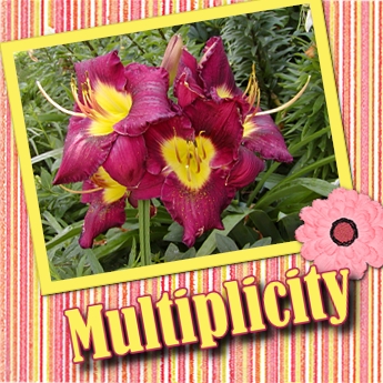Multiplicity