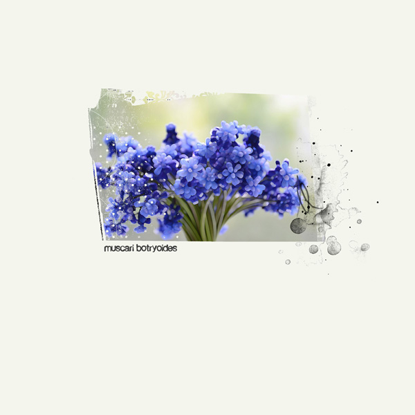 Muscari Botryoides...
